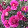 floralfoodie